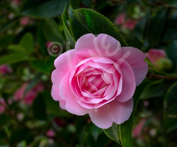 pink rose tasman